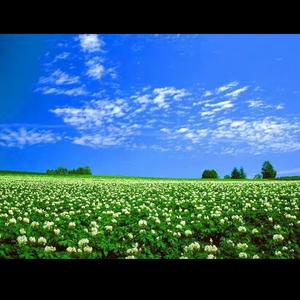 艾草头像