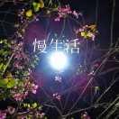 东篱ins头像