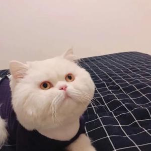 小诺评论头像