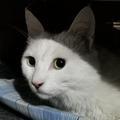 王公子是只猫头像