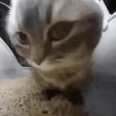 开朗的猫咪002退网中头像