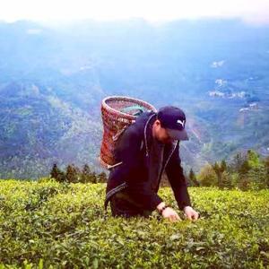 松霖问茶头像