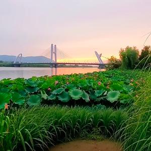 中國龍507头像