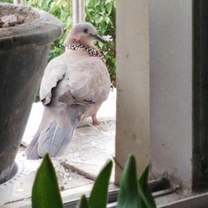 小语留声