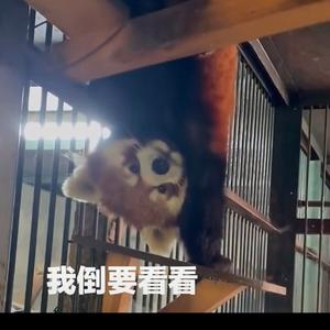 上网冲浪第一人头像