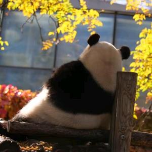 零基础学习谢谢大家支持 头像