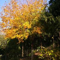 才高八斗说走就走头像