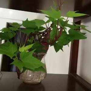 家常美食分享头像