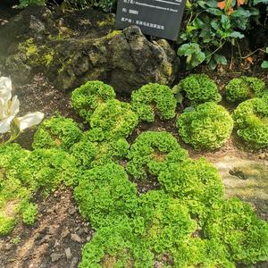 地皮菜头像