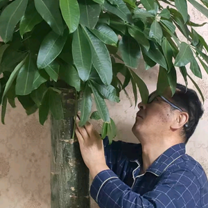栗茗头像
