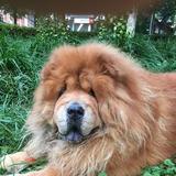 松狮卡尔老爸头像