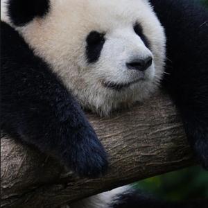 百态愉记头像