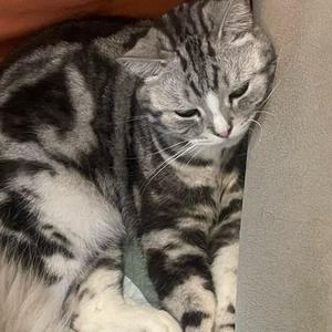 最苦的美式咖啡 头像