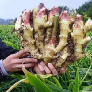 于师傅说农业头像