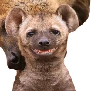 重庆股ss猪匠 头像