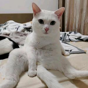 房虹头像