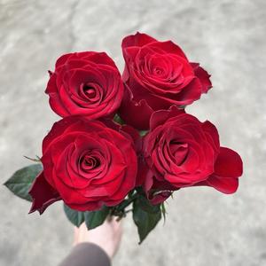 若惜花卉头像