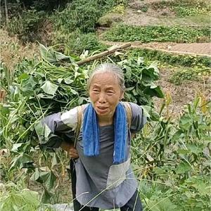 朴实百香果GIuQ2J头像