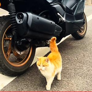 Bella波波头像