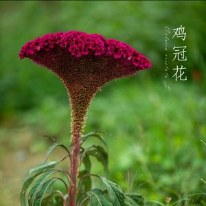 苗家善薇头像