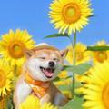 暴脸柴犬头像
