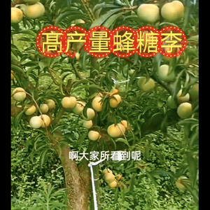 贵州六马泳发蜂糖李公司头像