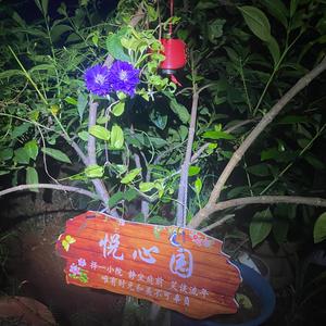 多彩柑桔j头像