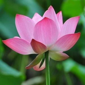 桃花夭夭恋风尘 头像