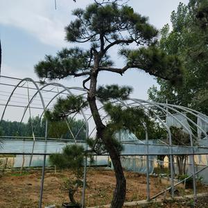 程弟庭院树头像