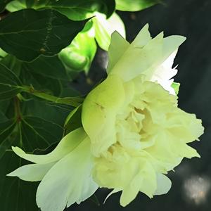 妙姥O321头像