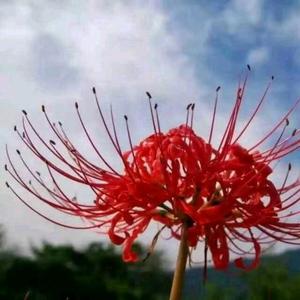 蔓珠莎華MC头像