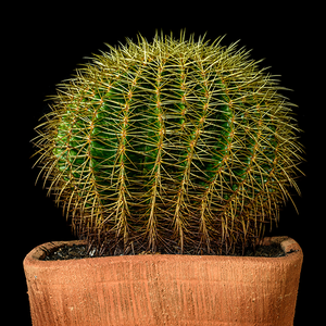 细心比莉9A8头像