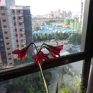 一枝花头像