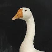 一只蝎子王头像