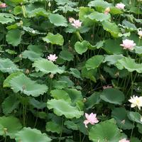 电摇家族跟我们一起上头像