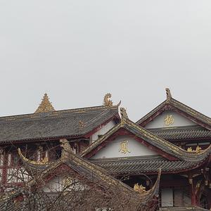 Why哥头像