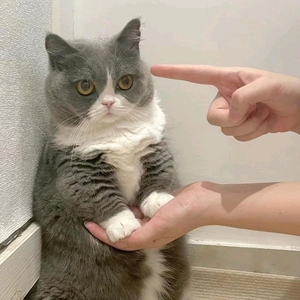 我家猫叫小黑头像