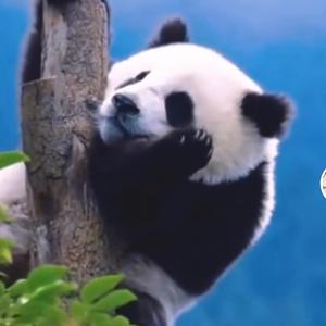 发财加菲尔德2X8头像