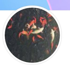 番茄1240721412066327 头像