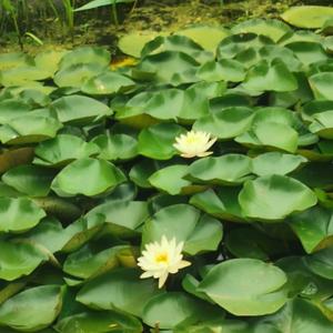 自闭症读书会头像