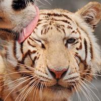 快乐克里斯琴4C3头像