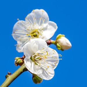师说头像