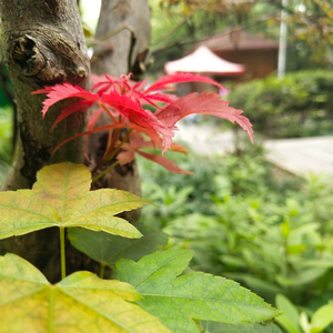 飞狐10头像