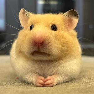 就是不听话！头像