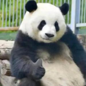878784饭团x3头像