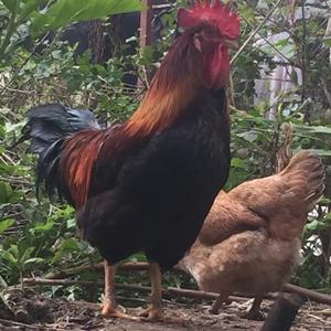 熊二头像