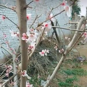 山东觉醒哥7头像