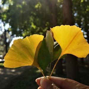 神往田园头像