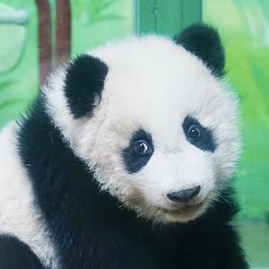 骑着辣条飞头像