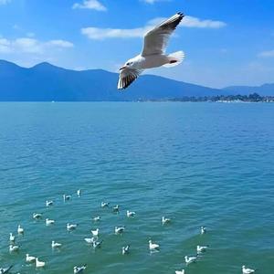 漂漂泉头像